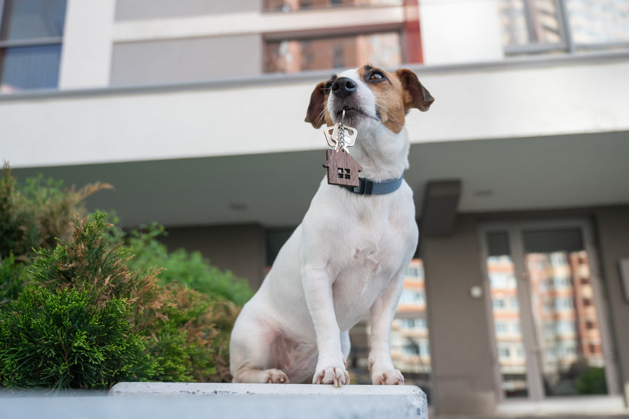 Homeowners Expect for Rent